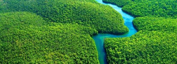 Amazon ormanlarını bekleyen tehlike
