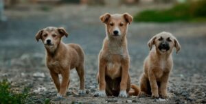 Sokak köpekleri